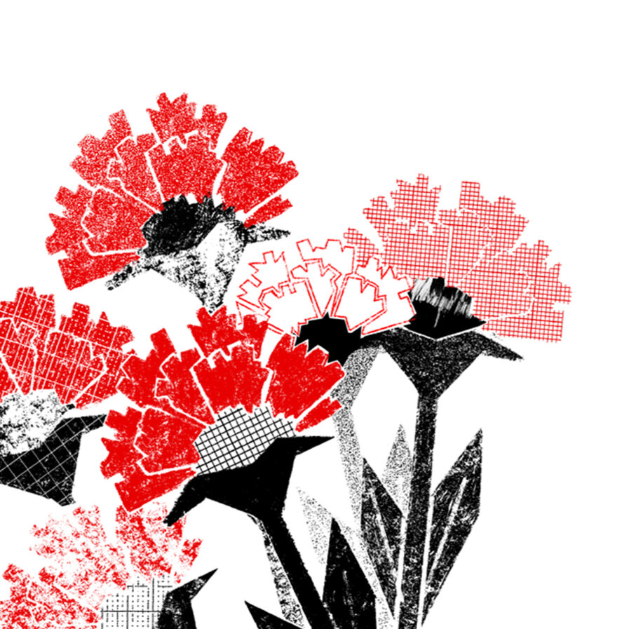 Illustration depicting carnations by Barbara R.